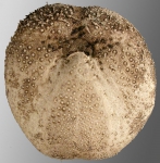 Abatus cavernosus (oral)