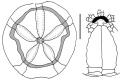 Abatus cordatus (aboral + peristomial region)