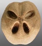 Abatus cordatus (aboral)