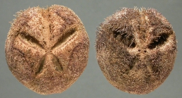 Abatus philippii (aboral)