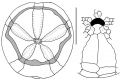 Abatus philippii (aboral + peristomial region)