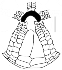 Amphipneustes bifidus (oral plating)
