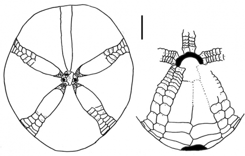 Amphipneustes brevisternalis (aboral + oral plating)