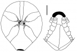 Amphipneustes davidi (aboral + oral plating)