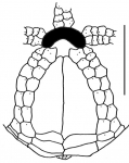 Amphipneustes koehleri (oral plating)