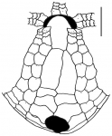 Amphipneustes lorioli (oral plating)