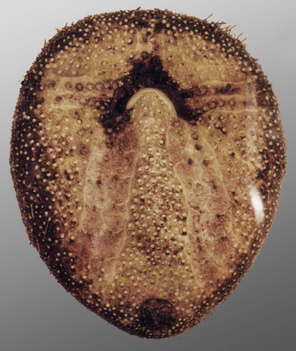 Amphipneustes lorioli (oral)