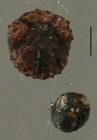 Amphipneustes lorioli (egg + embryo)