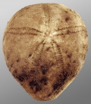 Amphipneustes marsupialis (aboral)