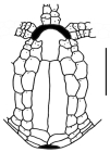 Amphipneustes rostratus (oral plating)