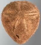 Amphipneustes rostratus (aboral)