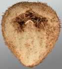 Amphipneustes rostratus (oral)