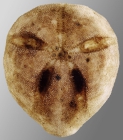 Amphipneustes rostratus (aboral)