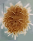 Amphipneustes rostratus (juvenile, aboral)
