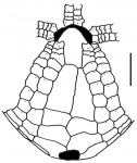 Amphipneustes similis (oral plating)