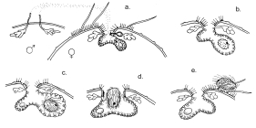 Antrechinus mortenseni (ontogeny)