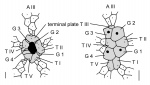 Antrechinus mortenseni (apical system)