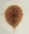 Echinodermata (echinoderms)