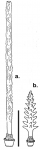 Aporocidaris eltaniana (primary spines)