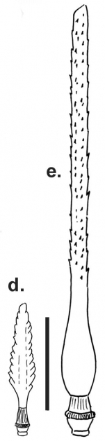 Aporocidaris usarpi (primary spines)