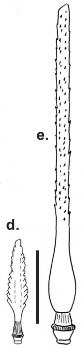Aporocidaris usarpi (primary spines)