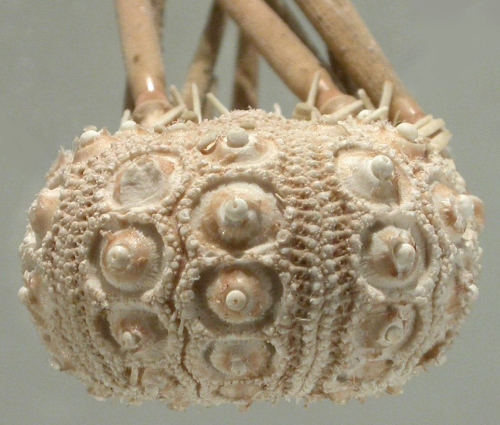 Austrocidaris canaliculata (lateral)