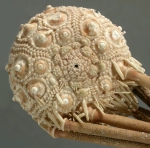 Austrocidaris canaliculata (aboral)
