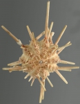 Austrocidaris canaliculata (oral)