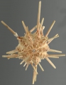 Echinodermata (echinoderms)