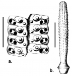 Austrocidaris canaliculata (ambulacral plates + spine)