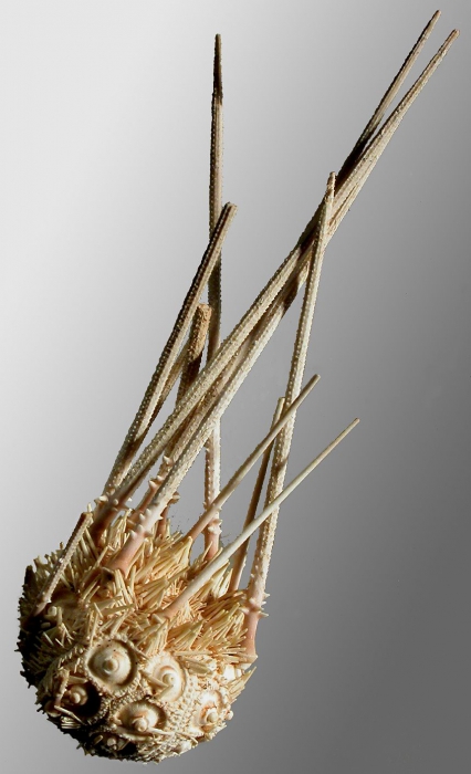Austrocidaris spinulosa (lateral)