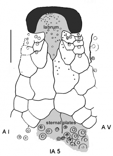 Brachysternaster chesheri (oral plating)