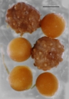 Brachysternaster chesheri (juvenile + eggs)