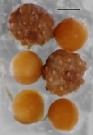 Brachysternaster chesheri (juvenile + eggs)