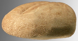 Brisaster antarcticus (lateral)