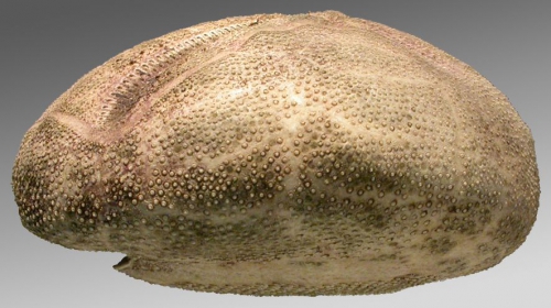 Brisaster moseleyi (lateral)