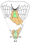 Ceratophysa ceratopyga (oral plating)