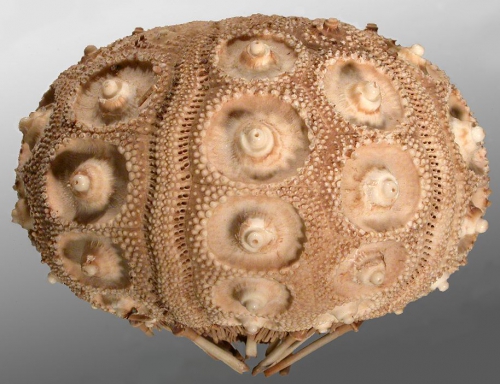 Ctenocidaris gigantea (lateral)