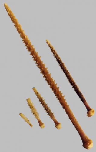 Ctenocidaris perrieri (primary spines)