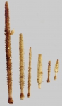 Ctenocidaris spinosa (primary spines)