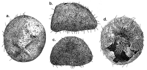 Delopatagus brucei (test with spines)