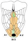 Echinocrepis cuneata (oral plating)