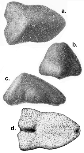 Echinocrepis cuneata (Challenger Expedition)