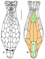 Echinodermata (echinoderms)