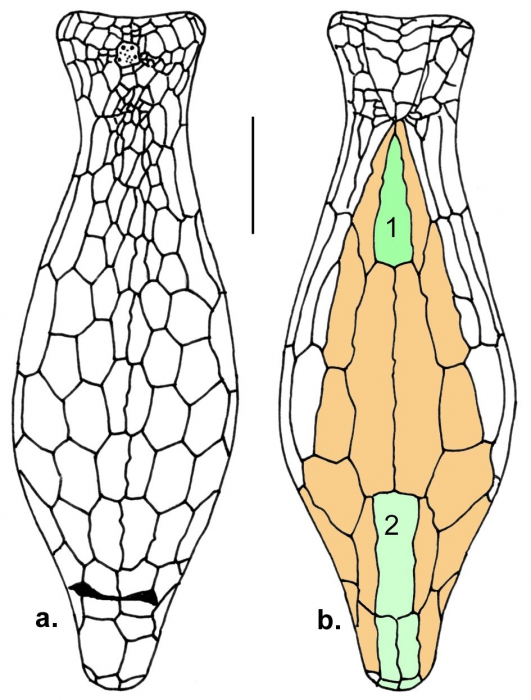 Echinosigra amphora (schematic)