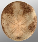 Genicopatagus affinis (aboral)