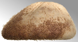 Genicopatagus affinis (lateral)