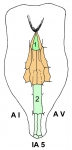 Helgocystis carinata (oral plate pattern)