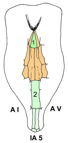 Helgocystis carinata (oral plate pattern)