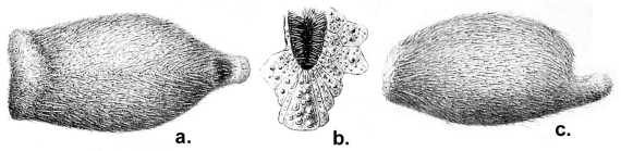 Helgocystis carinata (Challenger Expedition)